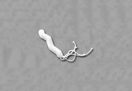 ピロリ菌のイメージ写真